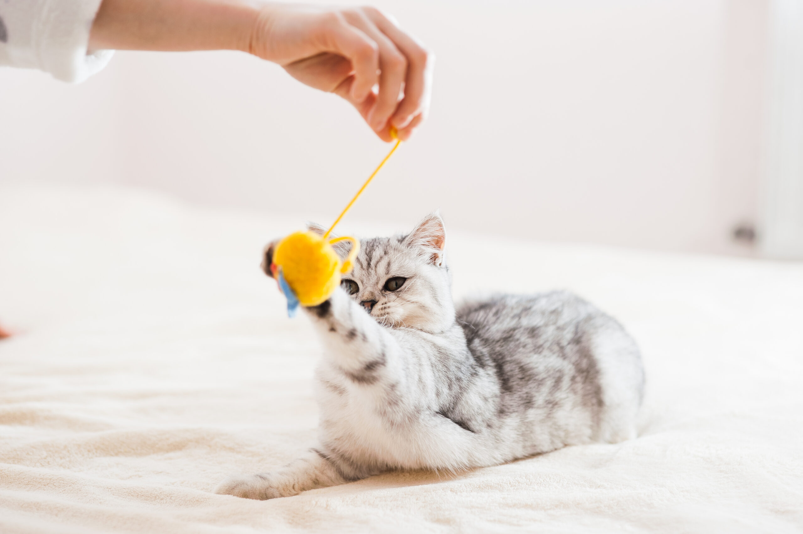 猫があそぶ様子